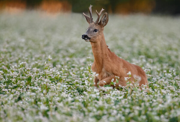 European roe deer (Capreolus capreolus), also known as the western roe deer, jumping in nature on a summer evening.