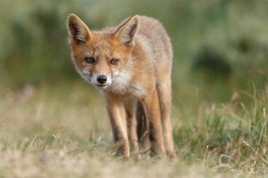 Red fox güzel ışık doğada