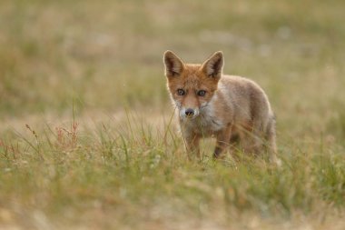 Red fox güzel ışık doğada
