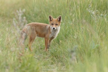 Red fox güzel ışık doğada