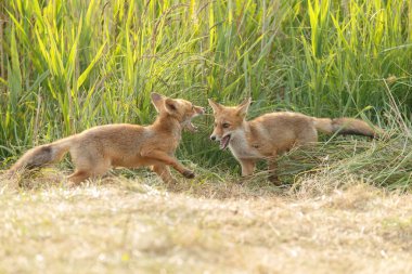 Kırmızı tilki yavrusu doğada oynarken annesi ile