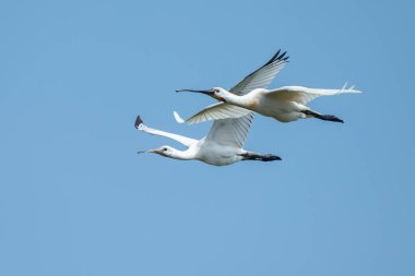 Kaşıkçı (Platalea leucorodia) kuş uçuş mavi gökyüzü karşı
