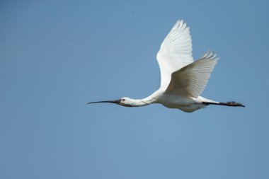 Kaşıkçı (Platalea leucorodia) kuş uçuş mavi gökyüzü karşı