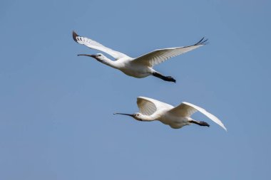 Kaşıkçı (Platalea leucorodia) kuş uçuş mavi gökyüzü karşı