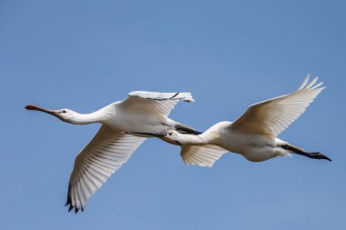 Kaşıkçı (Platalea leucorodia) kuş uçuş mavi gökyüzü karşı