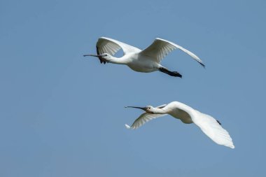 Kaşıkçı (Platalea leucorodia) kuş uçuş mavi gökyüzü karşı