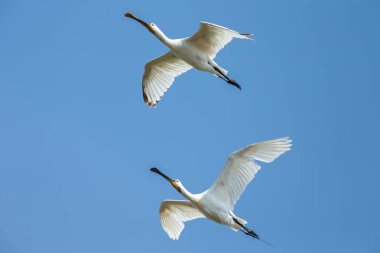 Kaşıkçı (Platalea leucorodia) kuş uçuş mavi gökyüzü karşı