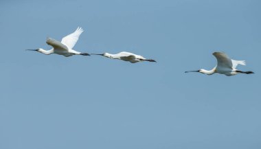 Kaşıkçı (Platalea leucorodia) kuş uçuş mavi gökyüzü karşı