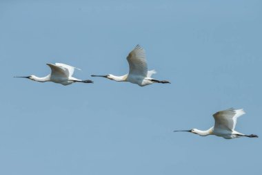 Kaşıkçı (Platalea leucorodia) kuş uçuş mavi gökyüzü karşı