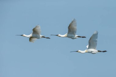Kaşıkçı (Platalea leucorodia) kuş uçuş mavi gökyüzü karşı