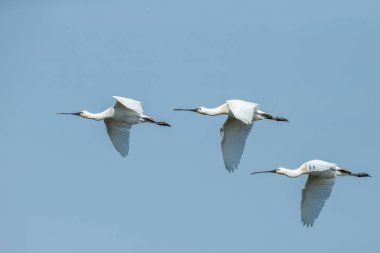 Kaşıkçı (Platalea leucorodia) kuş uçuş mavi gökyüzü karşı