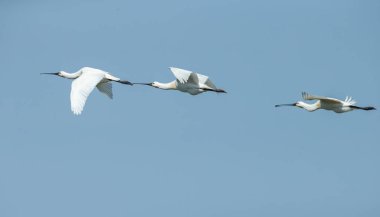 Kaşıkçı (Platalea leucorodia) kuş uçuş mavi gökyüzü karşı
