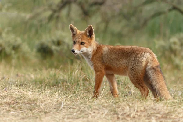 Red fox güzel ışık doğada