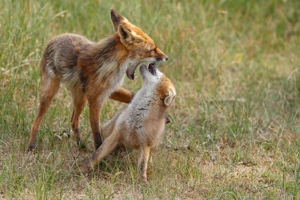 Kırmızı tilki yavrusu doğada oynarken annesi ile