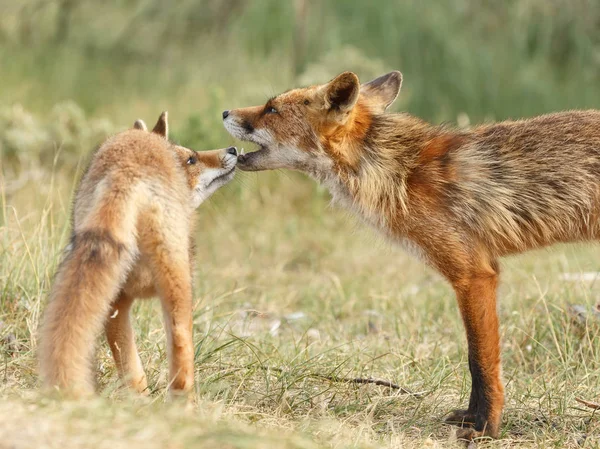 Filhote Raposa Vermelha Com Mãe Brincando Natureza — Fotografia de Stock