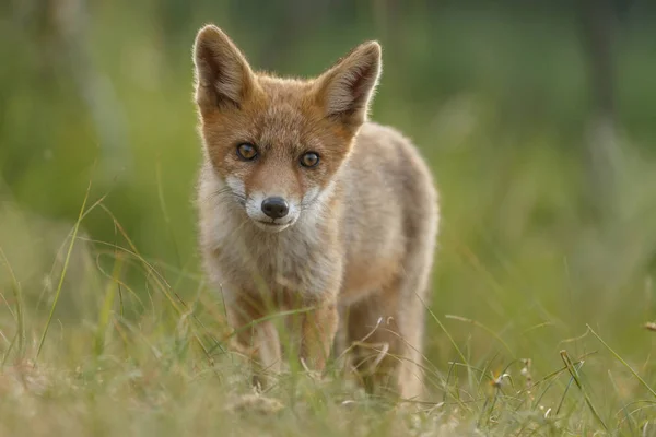 Red Fox Cub Naturen Vårdag — Stockfoto