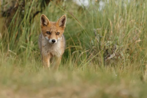 Red Fox Welp Natuur Een Lentedag — Stockfoto