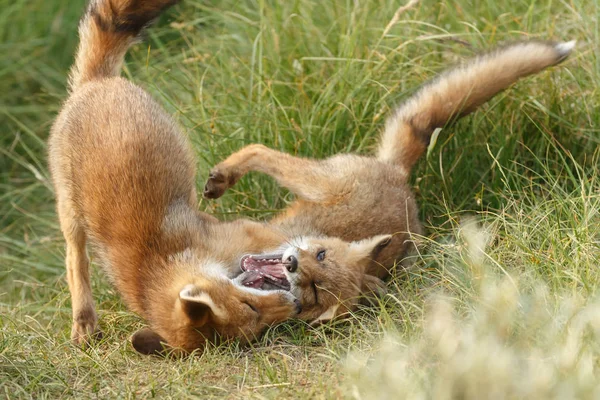 Kırmızı tilki yavrusu doğada oynarken annesi ile