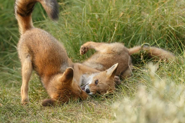 Κόκκινη Αλεπού Cub Μητέρα Παίζει Στη Φύση — Φωτογραφία Αρχείου