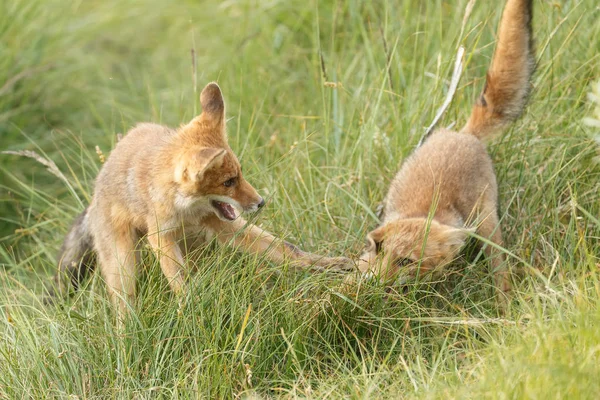 Red Fox Cub Matka Bawi Się Przyrodzie — Zdjęcie stockowe