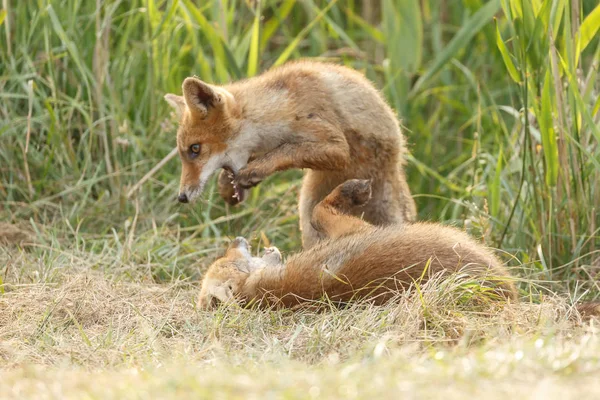 Cachorro Zorro Rojo Con Madre Jugando Naturaleza —  Fotos de Stock