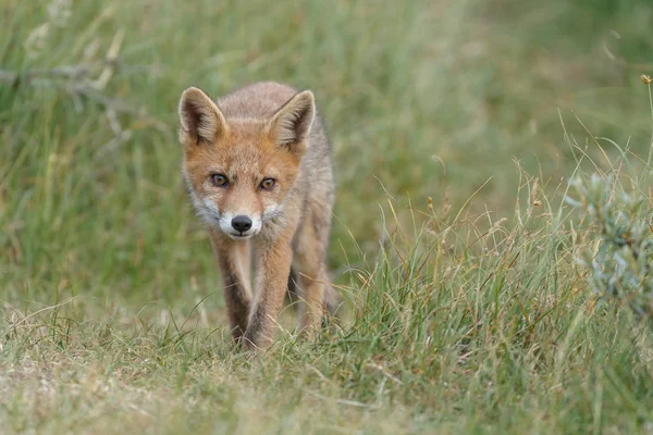 Kırmızı tilki yavrusu doğa bir bahar gününde
