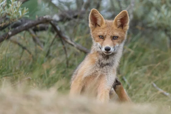 Red fox cub in nature on a spring day