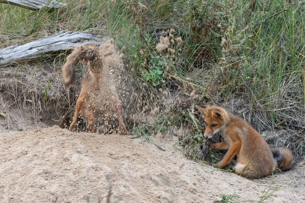 自然で遊ぶ母親と赤狐カブ — ストック写真