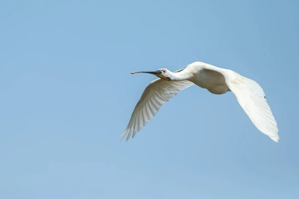 Löffler Platalea Leucorodia Vogel Flug Vor Blauem Himmel — Stockfoto