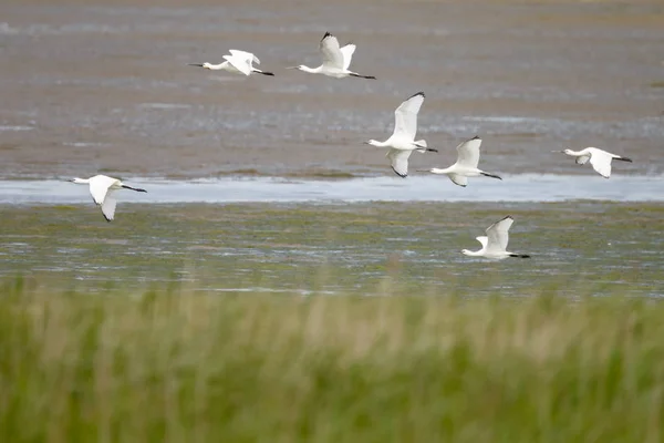 Spoonbill Platalea Leucorodia Birds Flight Wild Nature — Stock Photo, Image