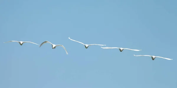 Spoonbill (Platalea leucorodia) birds in flight against a blue sky