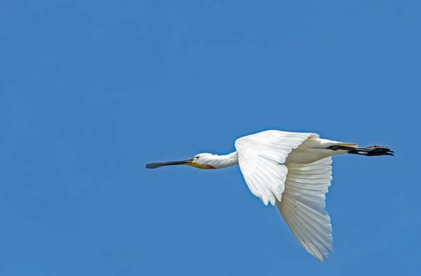 Spoonbill Platalea Leucorodia Pássaro Voo Contra Céu Azul — Fotografia de Stock