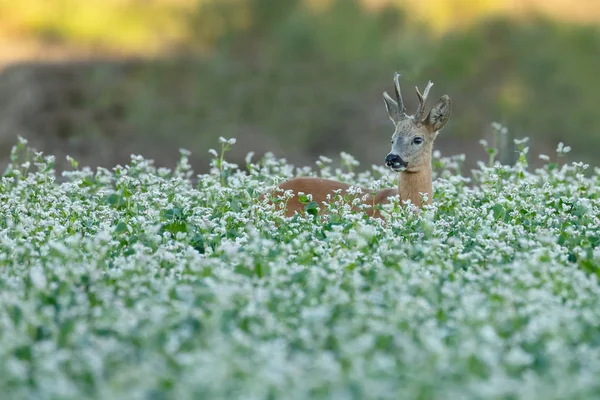 Capriolo Europeo Capreolus Capreolus Noto Anche Come Capriolo Occidentale Piedi — Foto Stock