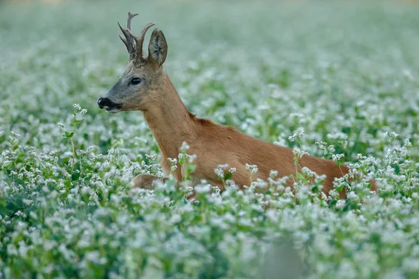 Cervos Ovinos Europeus Capreolus Capreolus Também Conhecidos Como Veados Ovinos — Fotografia de Stock