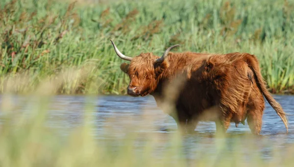 Горная Корова Стоящая Воде Жаркий Летний День — стоковое фото