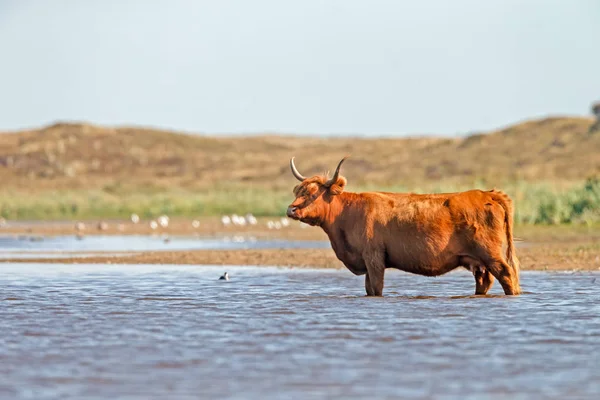 Highlander Kráva Stojící Vodě Horkém Letním Dni — Stock fotografie