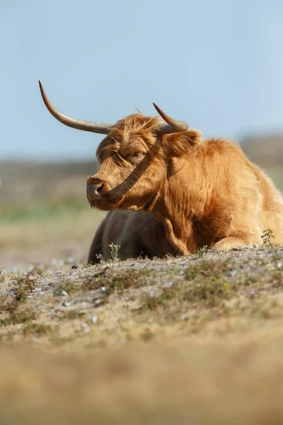 Vaca Das Terras Altas Descansando Habitat Natural — Fotografia de Stock