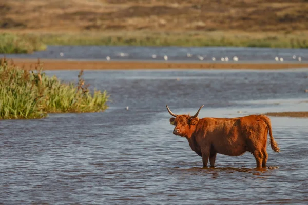 Highlander cow standing in water on a hot summer day