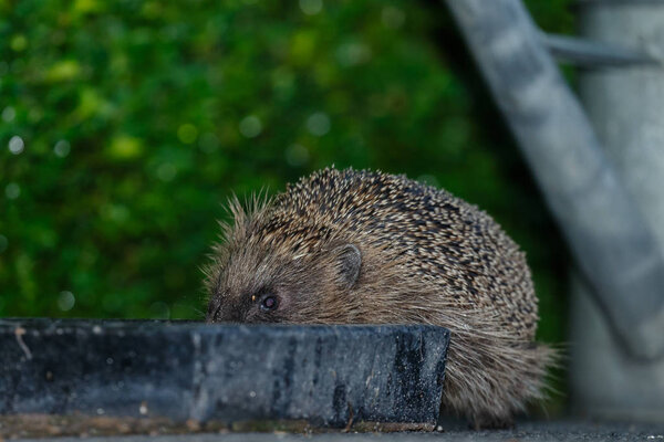 Cute hedgehog animal in natural habitat