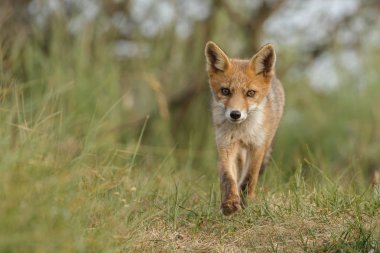 Red fox güzel ışık doğada