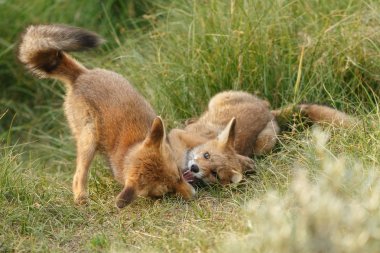 Kızıl Tilki yavrularını doğada bir bahar gününde