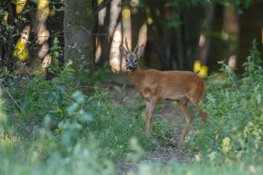 Avrupa Batı karaca, doğada bir yaz akşamı atlama olarak da bilinir karaca (Capreolus capreolus),.