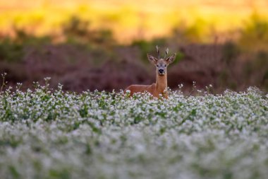 European roe deer (Capreolus capreolus), also known as the western roe deer, standing in nature on a summer evening. clipart