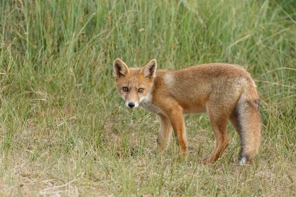 Red fox güzel ışık doğada