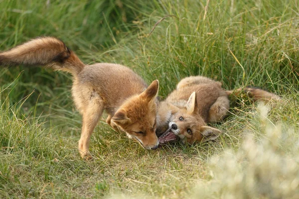 Κόκκινη Αλεπού Cubs Στη Φύση Μια Ανοιξιάτικη Μέρα — Φωτογραφία Αρχείου