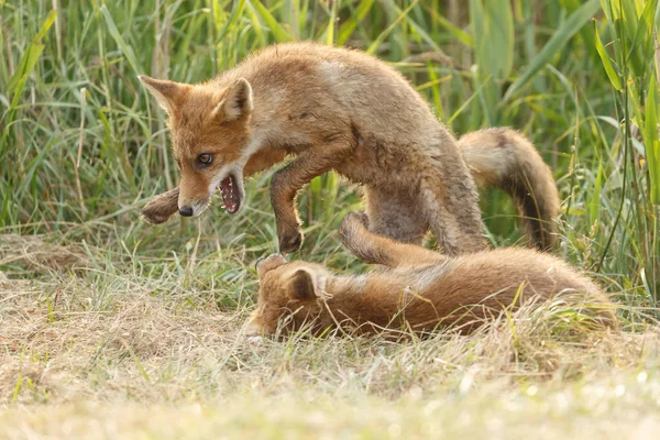 Red Fox Cubs Natuur Een Lentedag — Stockfoto