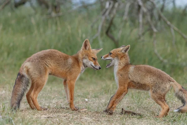 Red Fox Szczeniaki Przyrodzie Dzień Wiosny — Zdjęcie stockowe
