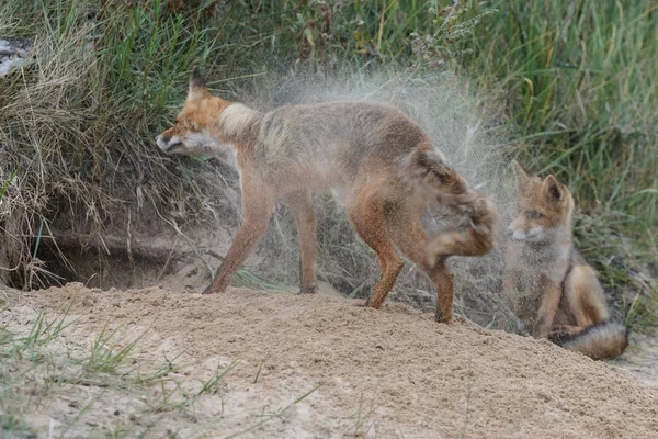 Filhote Raposa Vermelha Com Mãe Brincando Natureza — Fotografia de Stock