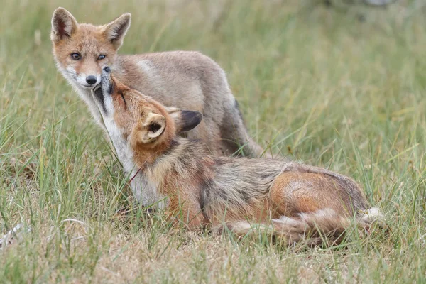 Κόκκινη Αλεπού Cub Μητέρα Παίζει Στη Φύση — Φωτογραφία Αρχείου