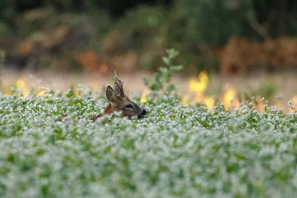 Chevreuil Europe Capreolus Capreolus Également Connu Sous Nom Chevreuil Ouest — Photo